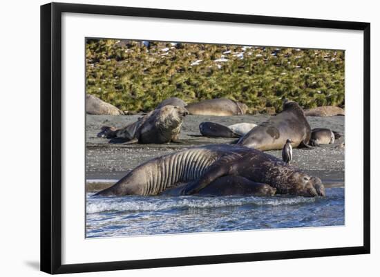 Southern Elephant Seal (Mirounga Leonina) Bull Mating with Female-Michael Nolan-Framed Photographic Print