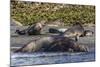 Southern Elephant Seal (Mirounga Leonina) Bull Mating with Female-Michael Nolan-Mounted Photographic Print