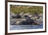 Southern Elephant Seal (Mirounga Leonina) Bull Mating with Female-Michael Nolan-Framed Photographic Print