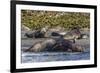 Southern Elephant Seal (Mirounga Leonina) Bull Mating with Female-Michael Nolan-Framed Photographic Print