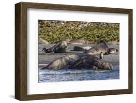 Southern Elephant Seal (Mirounga Leonina) Bull Mating with Female-Michael Nolan-Framed Photographic Print