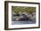 Southern Elephant Seal (Mirounga Leonina) Bull Mating with Female-Michael Nolan-Framed Photographic Print