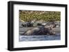 Southern Elephant Seal (Mirounga Leonina) Bull Mating with Female-Michael Nolan-Framed Photographic Print