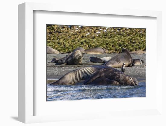 Southern Elephant Seal (Mirounga Leonina) Bull Mating with Female-Michael Nolan-Framed Photographic Print