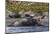 Southern Elephant Seal (Mirounga Leonina) Bull Mating with Female-Michael Nolan-Mounted Photographic Print