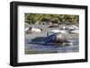 Southern Elephant Seal (Mirounga Leonina) Bull Mating with Female-Michael Nolan-Framed Photographic Print