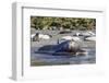 Southern Elephant Seal (Mirounga Leonina) Bull Mating with Female-Michael Nolan-Framed Photographic Print