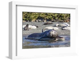 Southern Elephant Seal (Mirounga Leonina) Bull Mating with Female-Michael Nolan-Framed Photographic Print