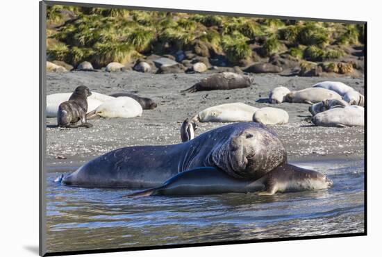 Southern Elephant Seal (Mirounga Leonina) Bull Mating with Female-Michael Nolan-Mounted Photographic Print