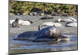 Southern Elephant Seal (Mirounga Leonina) Bull Mating with Female-Michael Nolan-Mounted Photographic Print