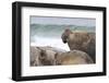 Southern Elephant Seal (Mirounga Leonina) Bull Rules the Harem During Breeding Season-Eleanor Scriven-Framed Photographic Print