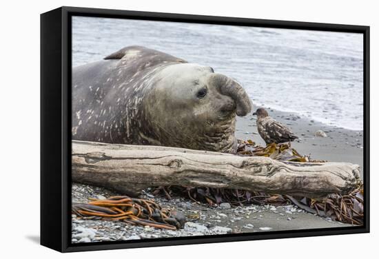 Southern Elephant Seal (Mirounga Leonina) Bull with Skua-Michael Nolan-Framed Stretched Canvas