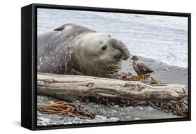Southern Elephant Seal (Mirounga Leonina) Bull with Skua-Michael Nolan-Framed Stretched Canvas
