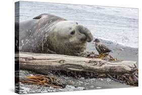 Southern Elephant Seal (Mirounga Leonina) Bull with Skua-Michael Nolan-Stretched Canvas