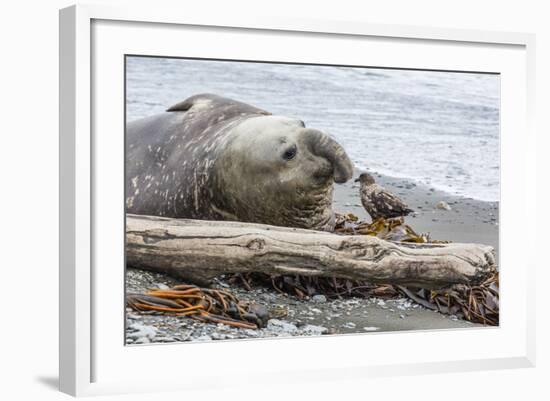 Southern Elephant Seal (Mirounga Leonina) Bull with Skua-Michael Nolan-Framed Photographic Print