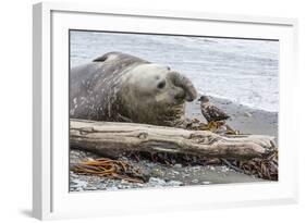 Southern Elephant Seal (Mirounga Leonina) Bull with Skua-Michael Nolan-Framed Photographic Print