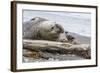 Southern Elephant Seal (Mirounga Leonina) Bull with Skua-Michael Nolan-Framed Photographic Print
