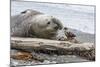 Southern Elephant Seal (Mirounga Leonina) Bull with Skua-Michael Nolan-Mounted Photographic Print