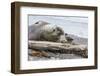 Southern Elephant Seal (Mirounga Leonina) Bull with Skua-Michael Nolan-Framed Photographic Print