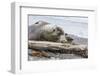 Southern Elephant Seal (Mirounga Leonina) Bull with Skua-Michael Nolan-Framed Photographic Print