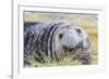 Southern Elephant Seal (Mirounga Leonina) Bull-Michael Nolan-Framed Photographic Print