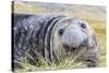 Southern Elephant Seal (Mirounga Leonina) Bull-Michael Nolan-Stretched Canvas