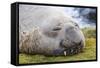 Southern Elephant Seal (Mirounga Leonina) Bull-Michael Nolan-Framed Stretched Canvas