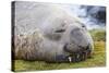 Southern Elephant Seal (Mirounga Leonina) Bull-Michael Nolan-Stretched Canvas