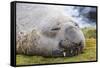 Southern Elephant Seal (Mirounga Leonina) Bull-Michael Nolan-Framed Stretched Canvas