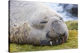 Southern Elephant Seal (Mirounga Leonina) Bull-Michael Nolan-Stretched Canvas