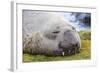 Southern Elephant Seal (Mirounga Leonina) Bull-Michael Nolan-Framed Photographic Print