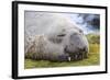 Southern Elephant Seal (Mirounga Leonina) Bull-Michael Nolan-Framed Photographic Print