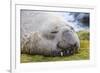 Southern Elephant Seal (Mirounga Leonina) Bull-Michael Nolan-Framed Photographic Print