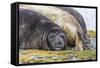 Southern Elephant Seal (Mirounga Leonina) Bull-Michael Nolan-Framed Stretched Canvas