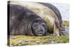 Southern Elephant Seal (Mirounga Leonina) Bull-Michael Nolan-Stretched Canvas