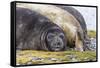 Southern Elephant Seal (Mirounga Leonina) Bull-Michael Nolan-Framed Stretched Canvas