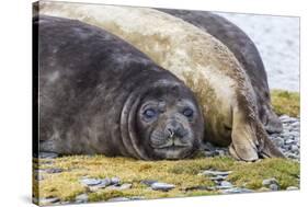 Southern Elephant Seal (Mirounga Leonina) Bull-Michael Nolan-Stretched Canvas