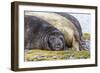 Southern Elephant Seal (Mirounga Leonina) Bull-Michael Nolan-Framed Photographic Print