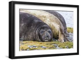 Southern Elephant Seal (Mirounga Leonina) Bull-Michael Nolan-Framed Photographic Print