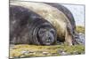 Southern Elephant Seal (Mirounga Leonina) Bull-Michael Nolan-Mounted Photographic Print