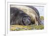 Southern Elephant Seal (Mirounga Leonina) Bull-Michael Nolan-Framed Photographic Print