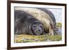 Southern Elephant Seal (Mirounga Leonina) Bull-Michael Nolan-Framed Photographic Print