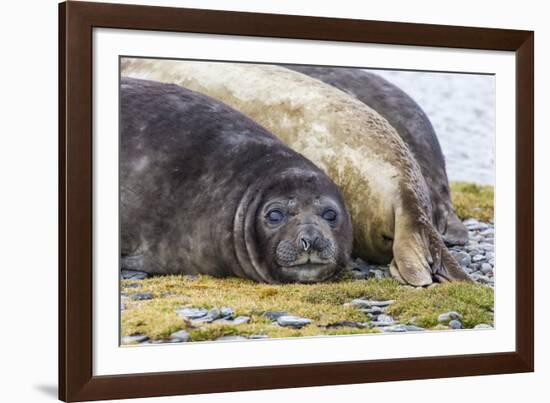 Southern Elephant Seal (Mirounga Leonina) Bull-Michael Nolan-Framed Photographic Print