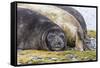 Southern Elephant Seal (Mirounga Leonina) Bull-Michael Nolan-Framed Stretched Canvas