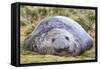Southern Elephant Seal (Mirounga Leonina) Bull-Michael Nolan-Framed Stretched Canvas