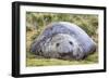 Southern Elephant Seal (Mirounga Leonina) Bull-Michael Nolan-Framed Photographic Print