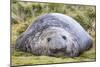Southern Elephant Seal (Mirounga Leonina) Bull-Michael Nolan-Mounted Photographic Print