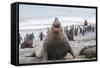 Southern Elephant Seal (Mirounga Leonina) Bull-Michael Nolan-Framed Stretched Canvas