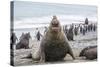 Southern Elephant Seal (Mirounga Leonina) Bull-Michael Nolan-Stretched Canvas