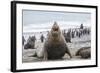 Southern Elephant Seal (Mirounga Leonina) Bull-Michael Nolan-Framed Photographic Print